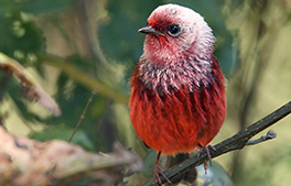 Pink-headed Warbler birding tours atitlan