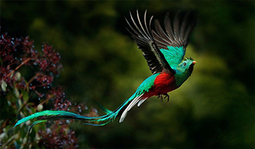 quetzal birding tours atitlan